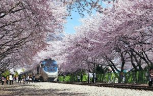Kiwi Travel To Korea Is Climbing