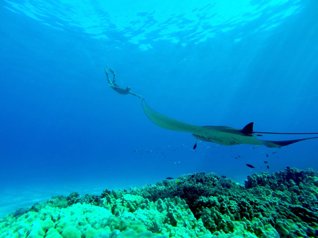 Manta Ray Snorkelling Big Island - Photo Credit Hawaii Tourism Authority