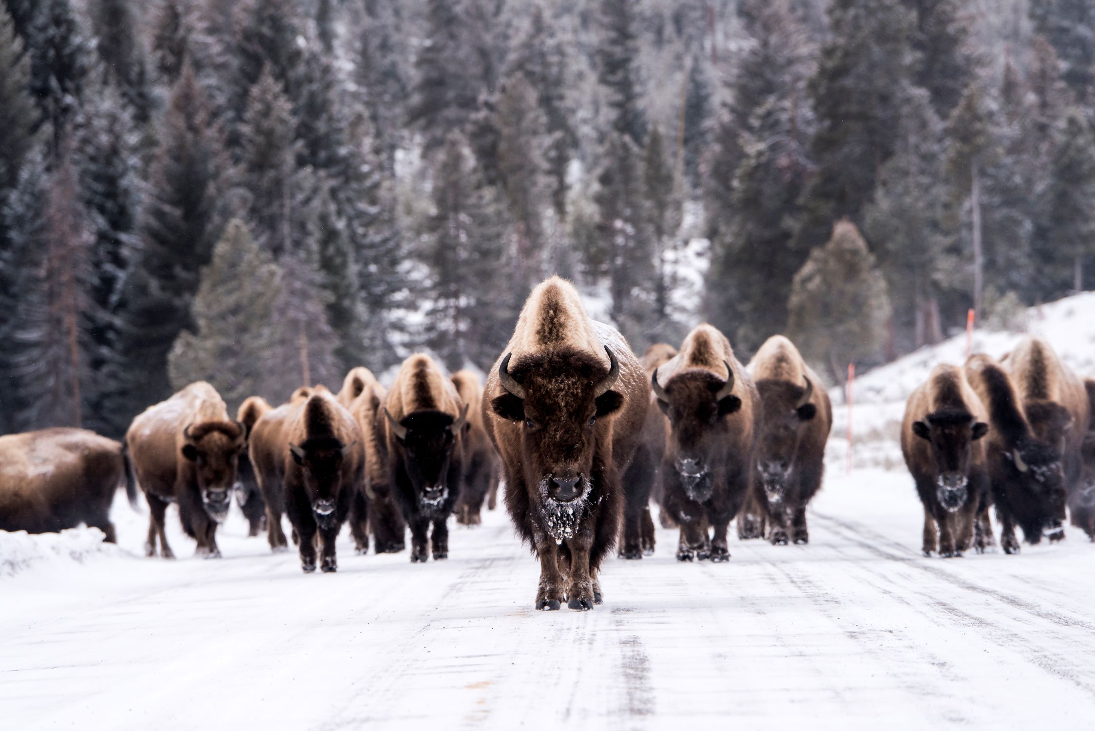 BK Adventure World Wyoming Yellowstone National Park Oct 2026 Phote Credit Adventure World
