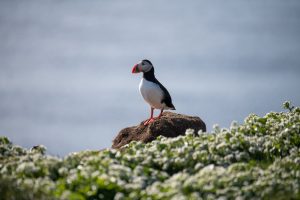 BK Ponant Puffin at Grimsey Macareux Islande Jun 2026 Photo Credit StudioPONANT Doriane Letexier