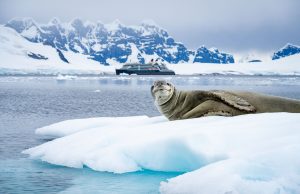 BK Seabourn Antarctica Borgen Bay Leopard Seal July 2026 Photo Credit Benn Berkeley