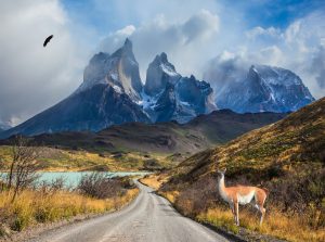 BK TTC Large Guanaco on the Lake Pehoe July 2026 Photo Credit TTC Tours Brands