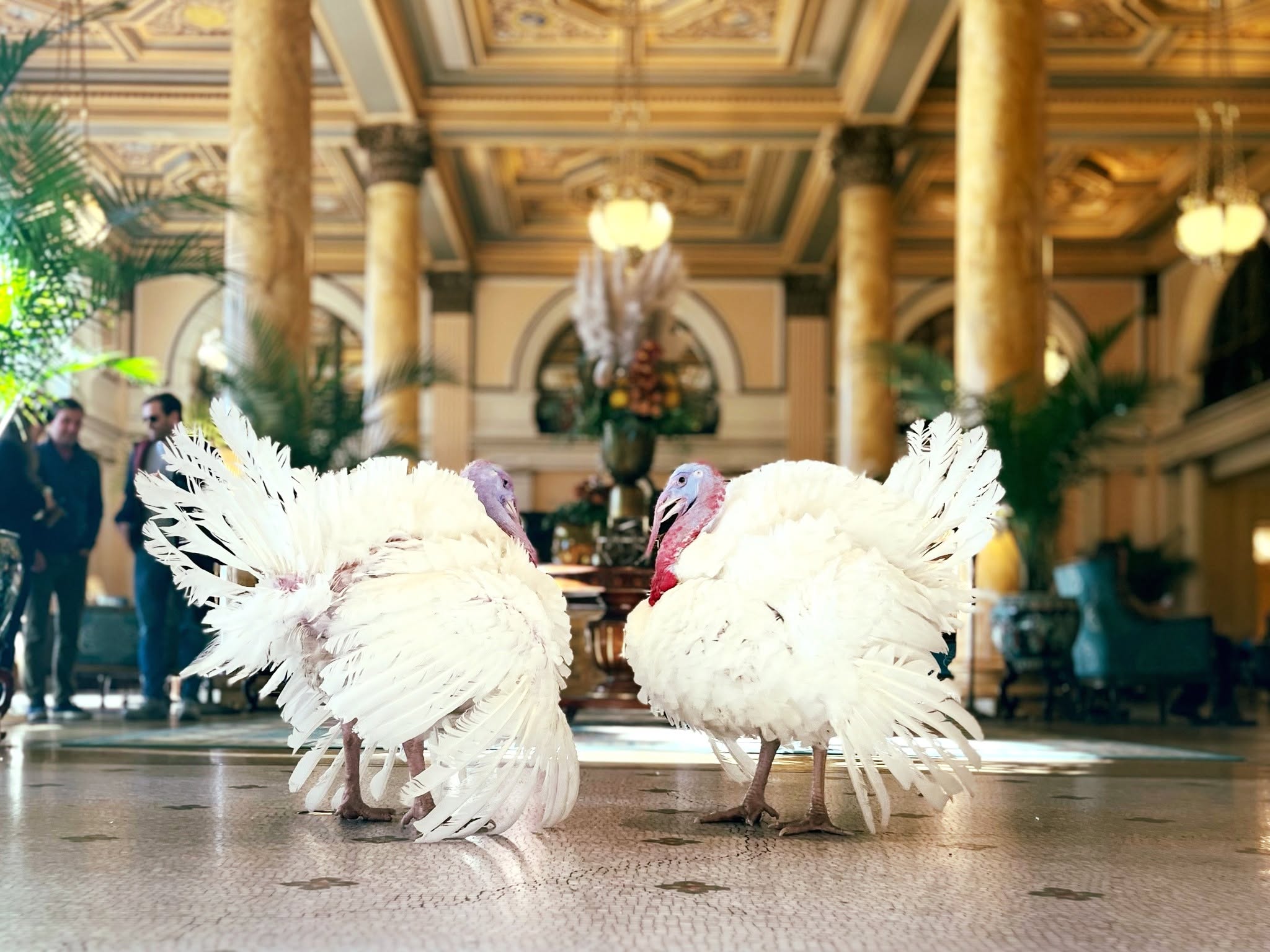 BK Turkey at Willard Oct 2026 Photo Credit Willard Intercontinental