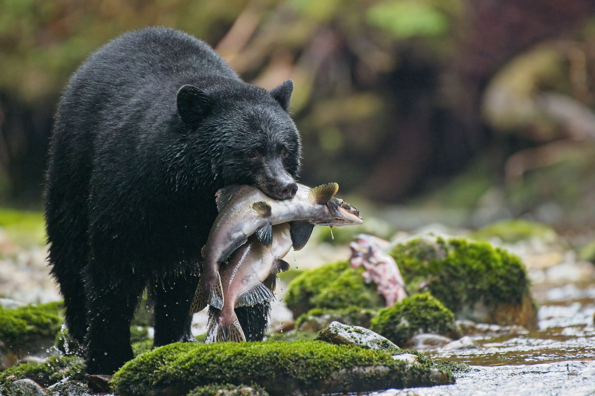 Canada - British Columbia - Great Bear Rainforest - Black Bear 1