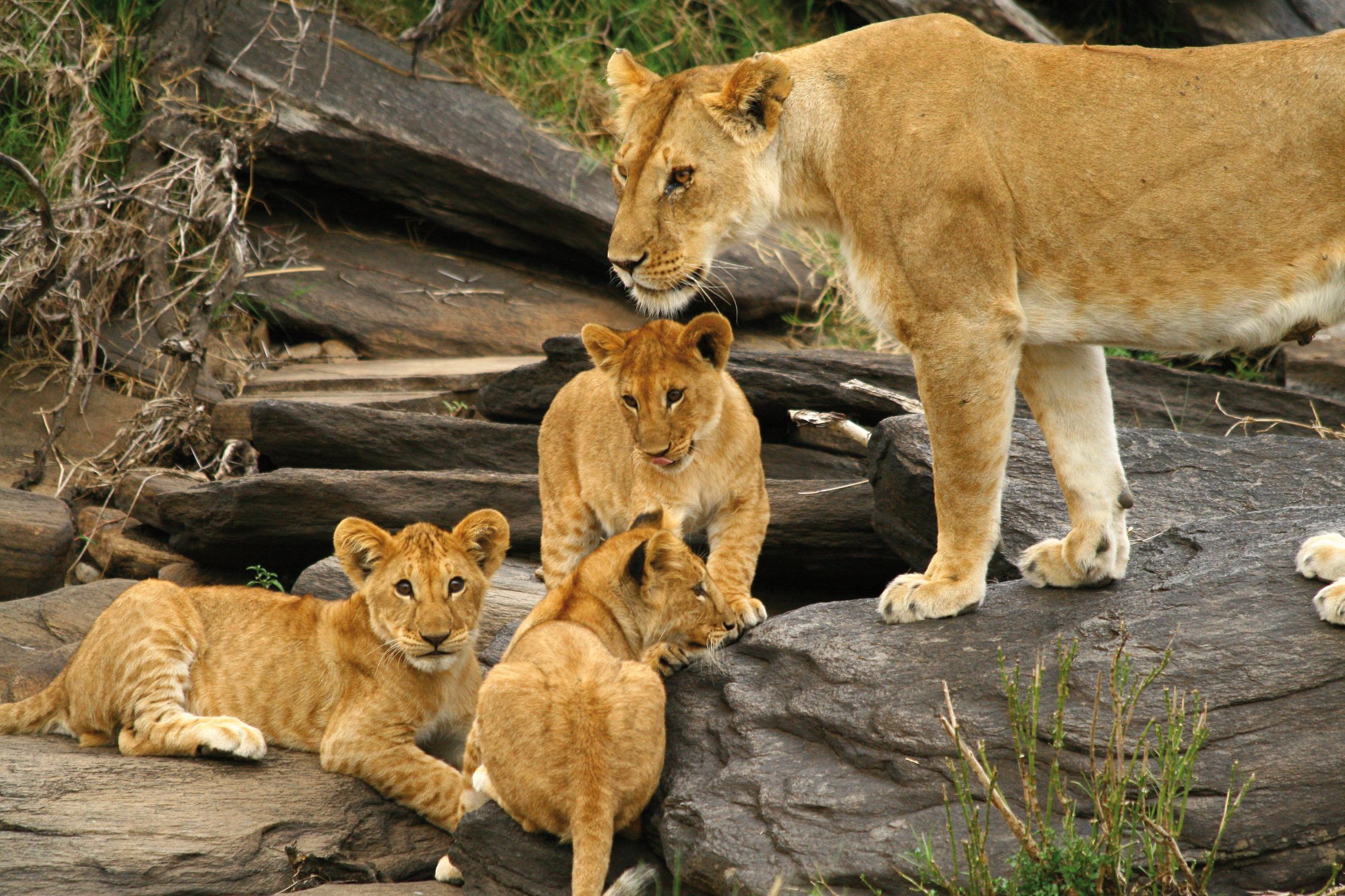 Intrepid-Travel-kenya_lion_mother-cubs 20 Jan from Intrepid