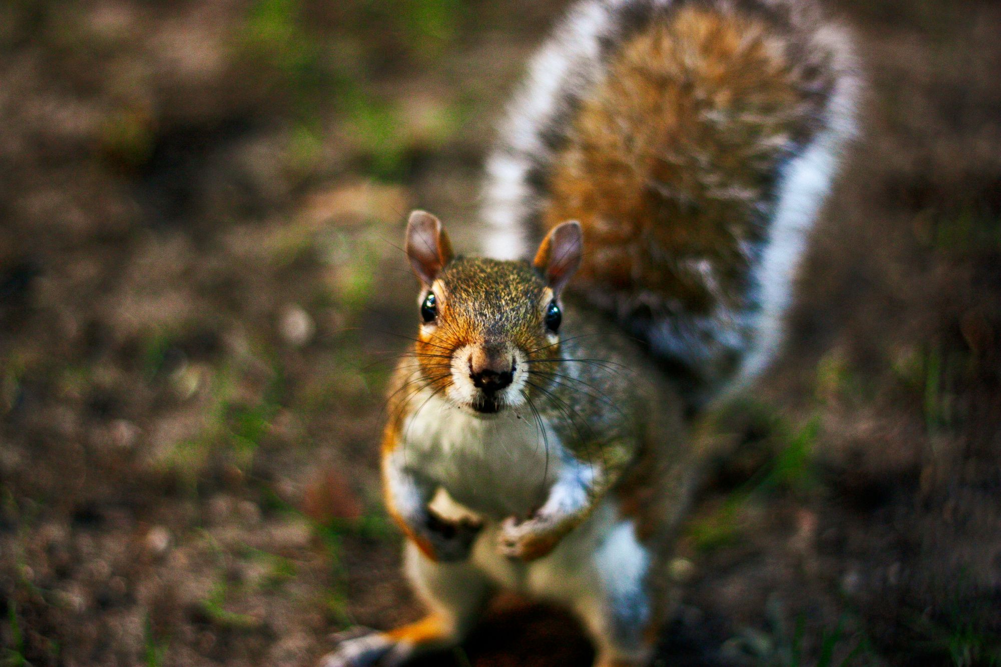 JW Gopher California 05 Oct 2026 Picture Credit Morten Andreassen Unsplash