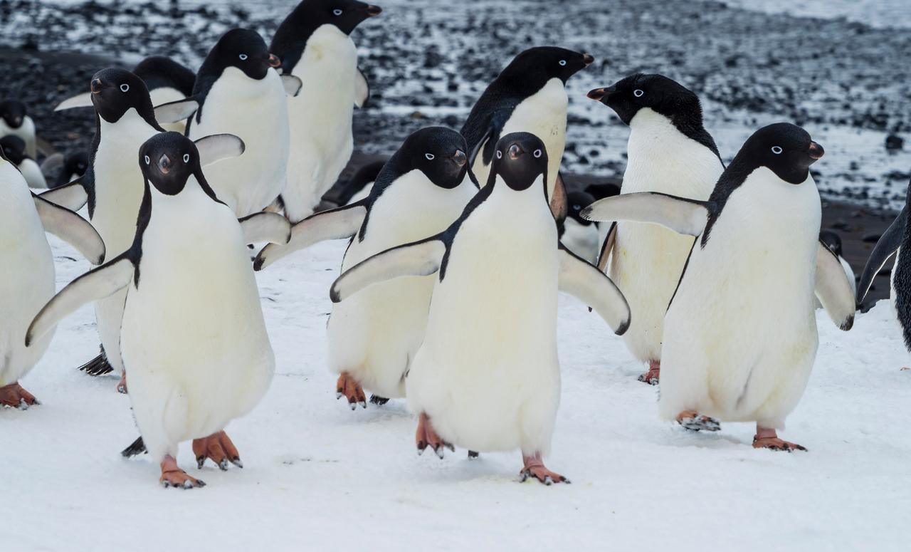 Lindblad Antarctica pic