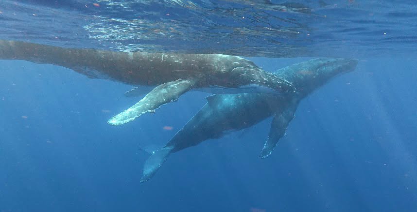 More Niue whales credit Niue Blue