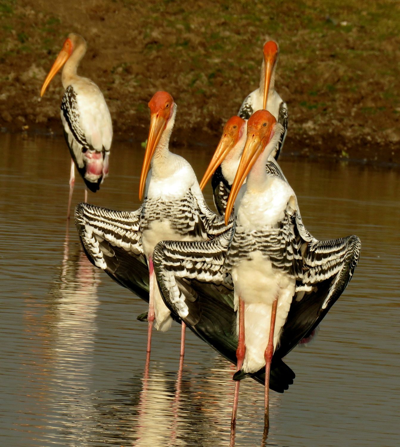 PAINTED STORK INDIA AUG 2025 C NAMRATA SHAH UNSPLASH