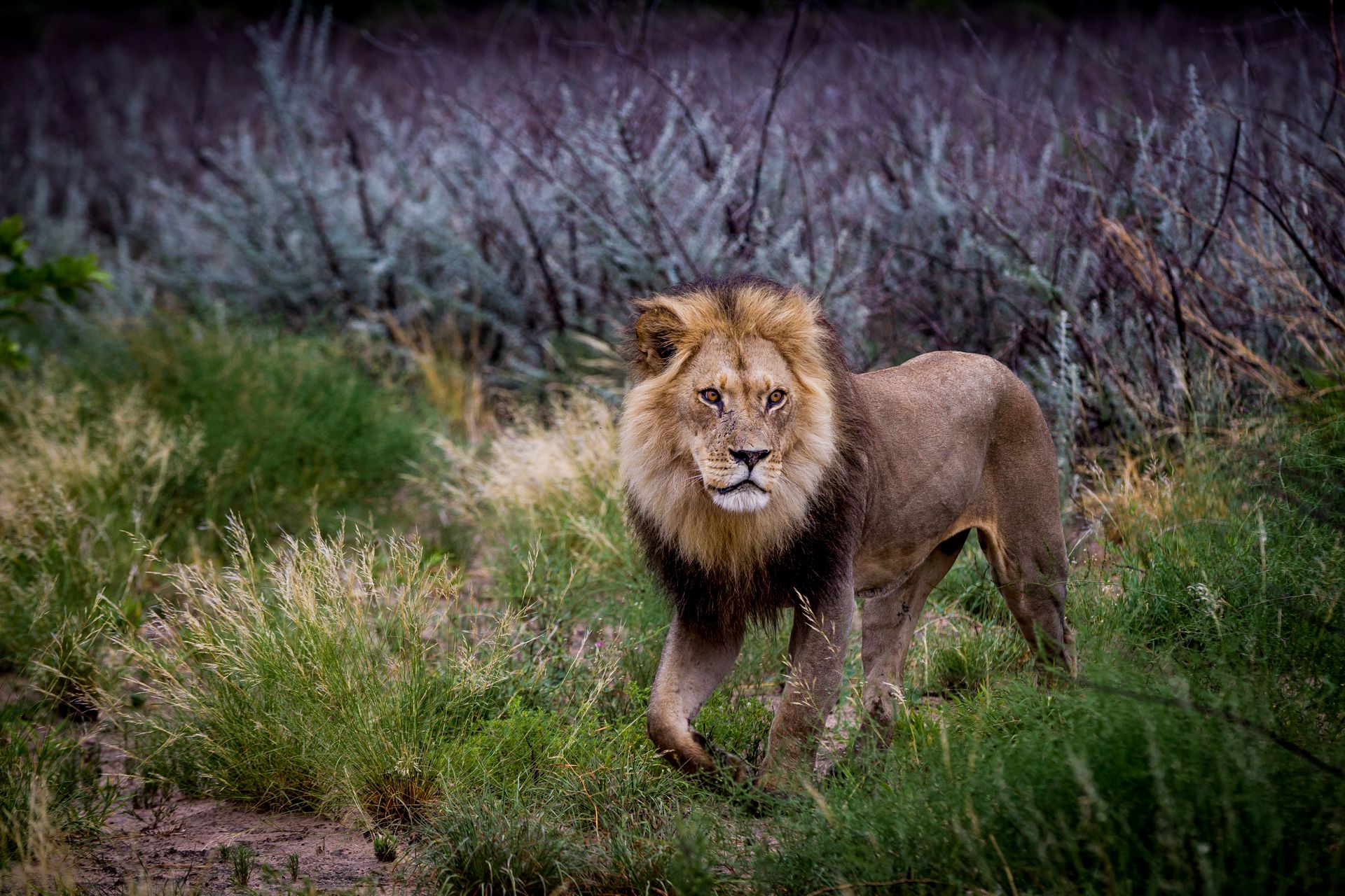 Safari Guru Lion in South Africa Oct 2026 Photo Credit Safari Guru