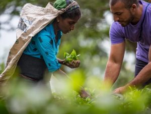 Sri Lanka -Tea plantation visit in Kandy-c-G Adventures