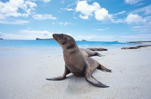Petrie to Host Viva Galápagos Tour